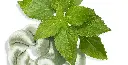 SHI-SS24_PDP_FSLX-FSLXEnmeiEyeCream_Ingredient_01_D@2x.webp