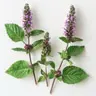 patchouli.webp