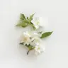 jasmine.webp