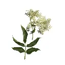 sambucus_nigra_933x933.webp