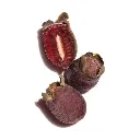 rhodomyrtus_tomentosa.webp