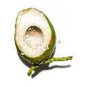 cocos_nucifera.webp