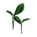 camellia_sinensis.webp